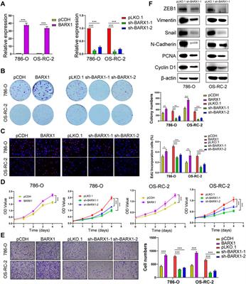 Corrigendum: Transcription factors BARX1 and DLX4 contribute to progression of clear cell renal cell carcinoma via promoting proliferation and epithelial–mesenchymal transition